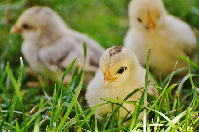 Geflügel - Für die Aufzucht, zum Legen oder für die Mast immer das richtige Futter und Zubehör. Ihr Piepmatz bekommt bei uns alles, was er benötigt, vom Futter bis hin zum passenden Nest. Landfuxx Hoogstede GmbH