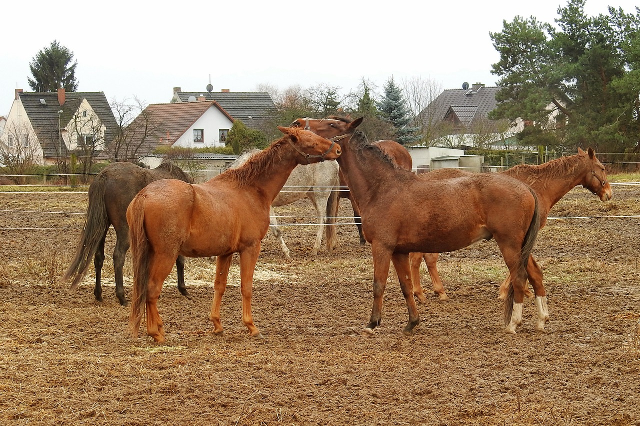 Pferd - Landfuxx Hoogstede GmbH - Futter, Leckerlies, Reit- und Weidezaunzubehör sowie Stallbedarf finden Sie bei uns.