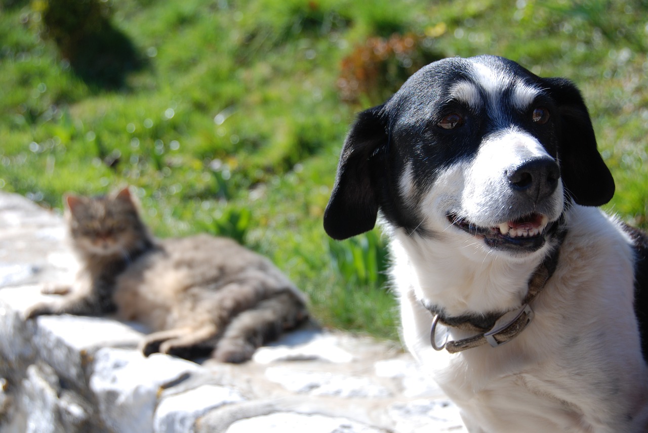 Hund & Katze - Für Ihre Lieblinge haben wir qualitativ hochwertiges Futter sowie Snäcks. Von der Leine bis zum Spielzeug finden Sie eine große Auswahl an Zubehör. Landfuxx Hoogstede GmbH