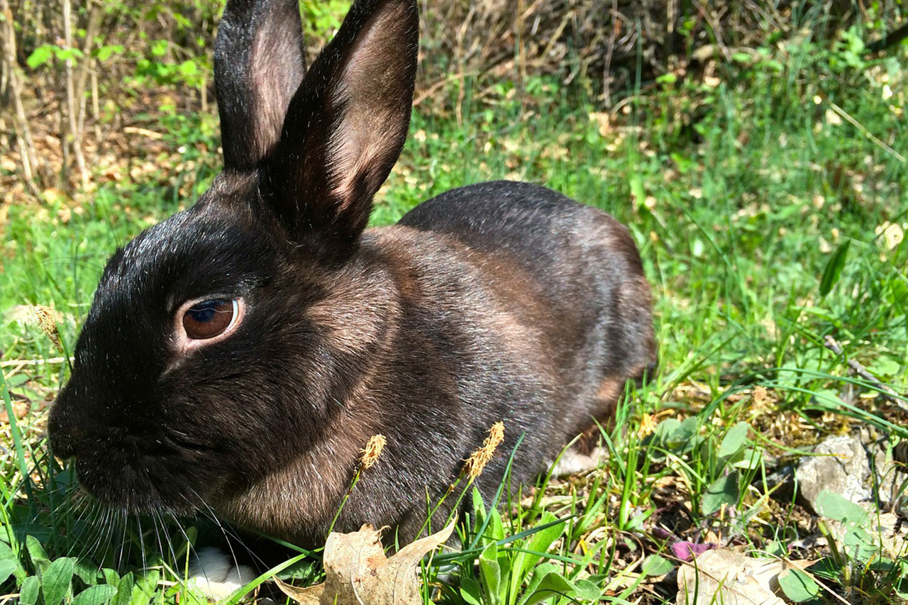 Nager - Landfuxx Hoogstede GmbH - Für Kaninchen, Meerschweinchen und Hamster haben wir nicht nur das richtige Futter, sondern auch das passende Zubehör und leckere Snäcks.