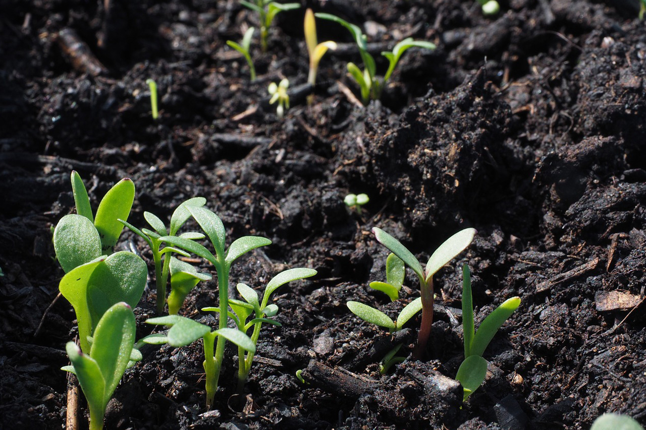 Saaten - Landfuxx Hoogstede GmbH - Das passende Saatgut für Ihren Rasen, Blumenbeet und Gemüsegarten erhalten Sie bei uns. Außerdem halten wir ein großes Angebot an frischen Gemüsepflanzen, Kräutern, Blumen und Stauden für Sie bereit.